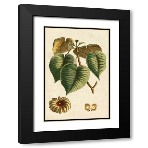 Small Seasonal Foliage I Black Modern Wood Framed Art Print with Double Matting by Vision Studio