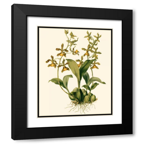 Orchid Array II Black Modern Wood Framed Art Print with Double Matting by Drake