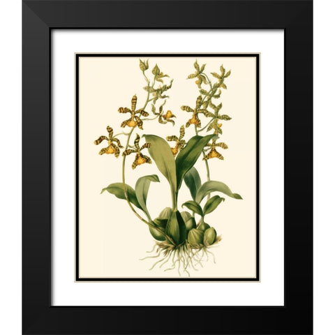 Orchid Array II Black Modern Wood Framed Art Print with Double Matting by Drake
