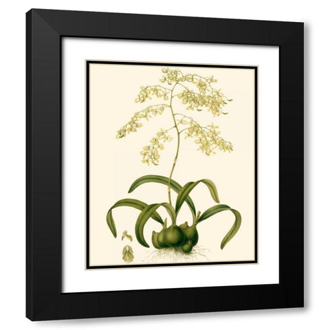 Orchid Array III Black Modern Wood Framed Art Print with Double Matting by Drake