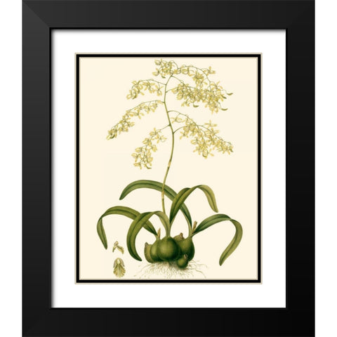 Orchid Array III Black Modern Wood Framed Art Print with Double Matting by Drake