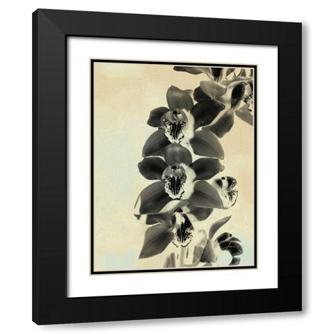 Orchid Blush Panels IV Black Modern Wood Framed Art Print with Double Matting by Burghardt, James