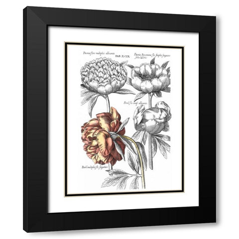 Tinted Floral I Black Modern Wood Framed Art Print with Double Matting by Besler, Basilius