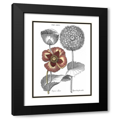 Tinted Floral II Black Modern Wood Framed Art Print with Double Matting by Besler, Basilius