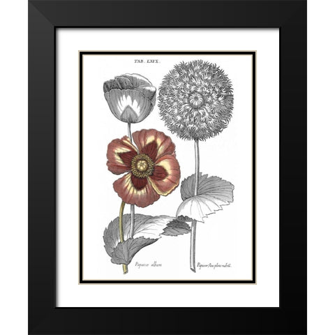 Tinted Floral II Black Modern Wood Framed Art Print with Double Matting by Besler, Basilius