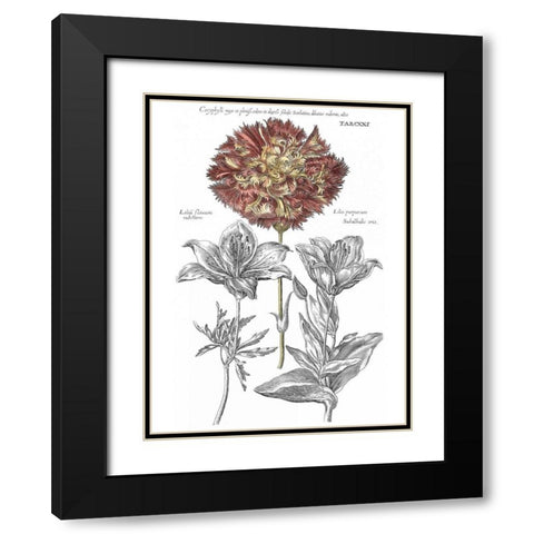 Tinted Floral IV Black Modern Wood Framed Art Print with Double Matting by Besler, Basilius