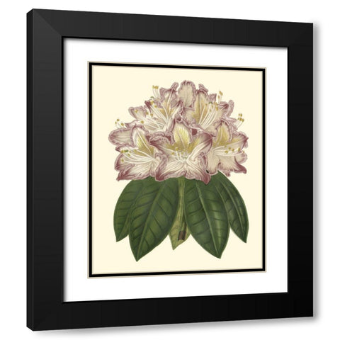 Pastel Blooms I Black Modern Wood Framed Art Print with Double Matting by Unknown