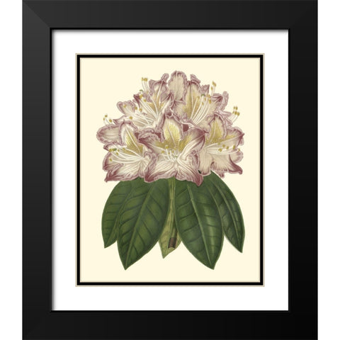 Pastel Blooms I Black Modern Wood Framed Art Print with Double Matting by Unknown