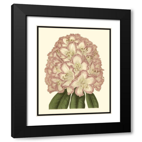 Pastel Blooms II Black Modern Wood Framed Art Print with Double Matting by Unknown