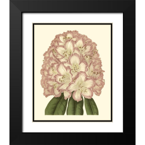 Pastel Blooms II Black Modern Wood Framed Art Print with Double Matting by Unknown