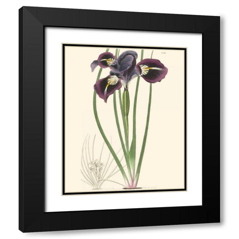 Elegant Iris II Black Modern Wood Framed Art Print with Double Matting by Curtis