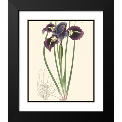 Elegant Iris II Black Modern Wood Framed Art Print with Double Matting by Curtis