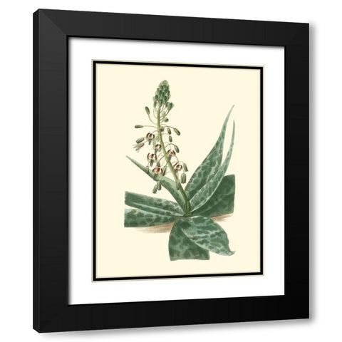 Tropical Fancy I Black Modern Wood Framed Art Print with Double Matting by Edmonston-Douglas