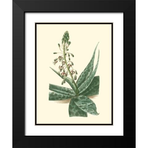 Tropical Fancy I Black Modern Wood Framed Art Print with Double Matting by Edmonston-Douglas