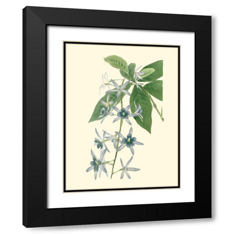 Tropical Fancy V Black Modern Wood Framed Art Print with Double Matting by Edmonston-Douglas