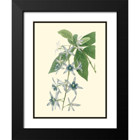 Tropical Fancy V Black Modern Wood Framed Art Print with Double Matting by Edmonston-Douglas