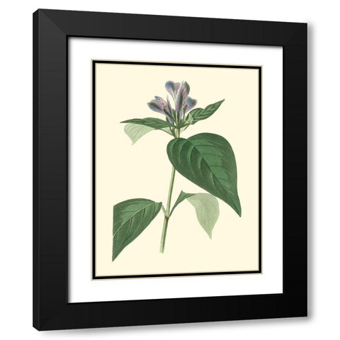 Tropical Fancy VI Black Modern Wood Framed Art Print with Double Matting by Edmonston-Douglas