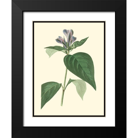 Tropical Fancy VI Black Modern Wood Framed Art Print with Double Matting by Edmonston-Douglas