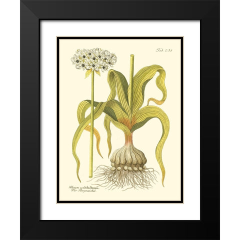Allium  Pl. 258 Black Modern Wood Framed Art Print with Double Matting by Unknown