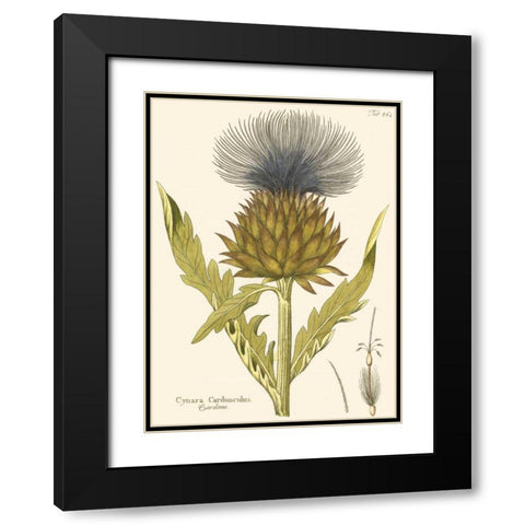 Cardon, Pl. 461 Black Modern Wood Framed Art Print with Double Matting by Unknown