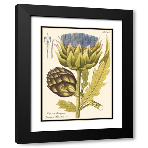 Artichoke, Pl. 462 Black Modern Wood Framed Art Print with Double Matting by Unknown