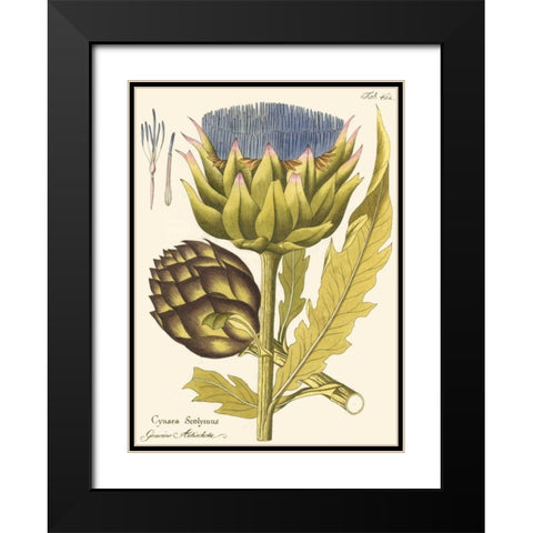 Artichoke, Pl. 462 Black Modern Wood Framed Art Print with Double Matting by Unknown