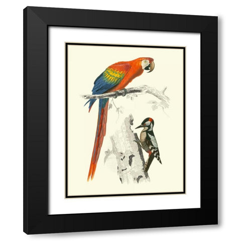 Birds of Costa Rica III Black Modern Wood Framed Art Print with Double Matting by DOrbigny, M.Charles