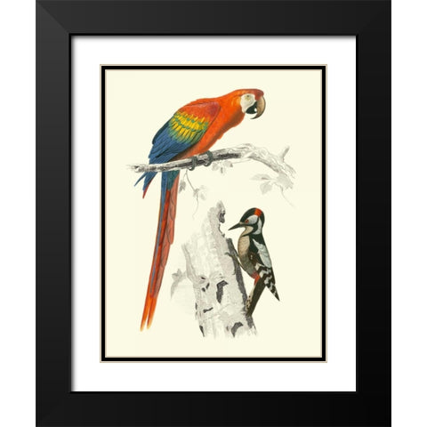 Birds of Costa Rica III Black Modern Wood Framed Art Print with Double Matting by DOrbigny, M.Charles