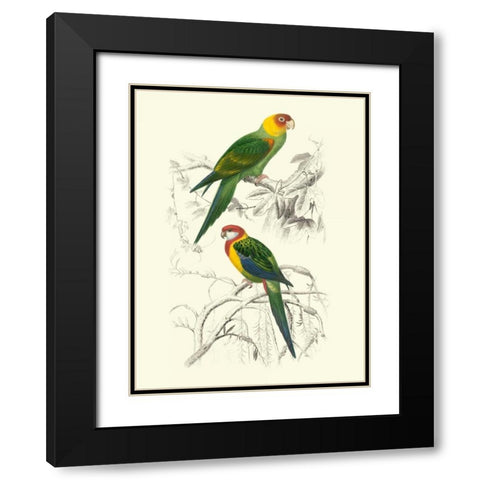 Birds of Costa Rica IV Black Modern Wood Framed Art Print with Double Matting by DOrbigny, M.Charles