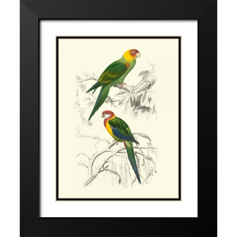 Birds of Costa Rica IV Black Modern Wood Framed Art Print with Double Matting by DOrbigny, M.Charles