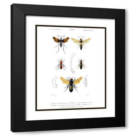 Antique Bees I Black Modern Wood Framed Art Print with Double Matting by Blanchard