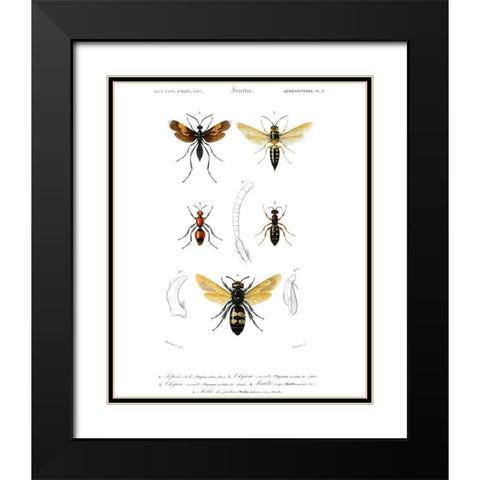Antique Bees I Black Modern Wood Framed Art Print with Double Matting by Blanchard