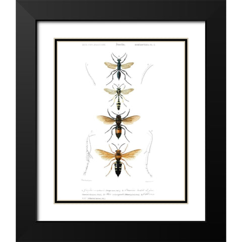 Antique Bees II Black Modern Wood Framed Art Print with Double Matting by Blanchard