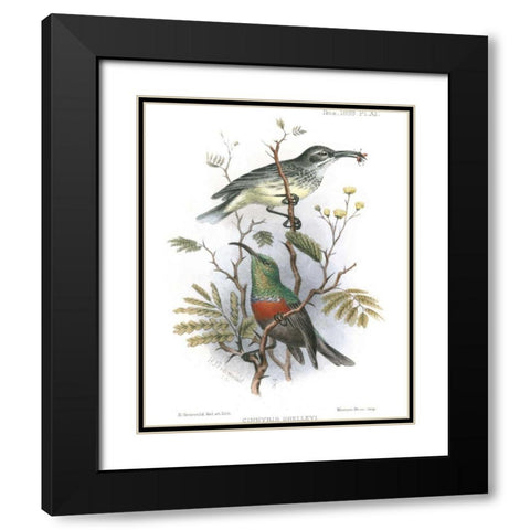 Birds in Nature I Black Modern Wood Framed Art Print with Double Matting by Keulemans, J.C.