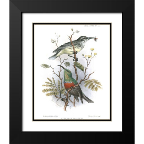 Birds in Nature I Black Modern Wood Framed Art Print with Double Matting by Keulemans, J.C.