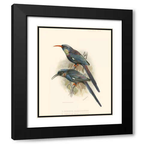 Birds in Nature III Black Modern Wood Framed Art Print with Double Matting by Keulemans, J.C.