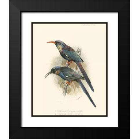 Birds in Nature III Black Modern Wood Framed Art Print with Double Matting by Keulemans, J.C.