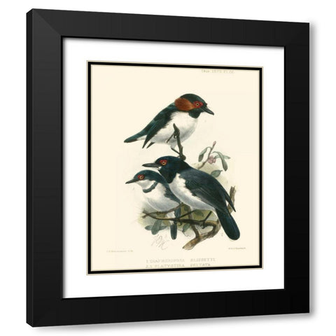 Birds in Nature IV Black Modern Wood Framed Art Print with Double Matting by Keulemans, J.C.