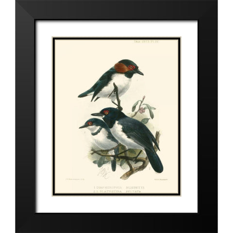 Birds in Nature IV Black Modern Wood Framed Art Print with Double Matting by Keulemans, J.C.