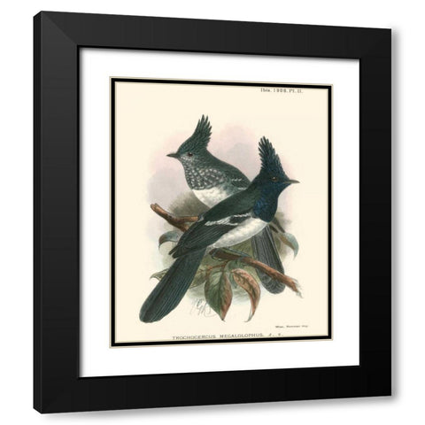 Birds in Nature V Black Modern Wood Framed Art Print with Double Matting by Keulemans, J.C.
