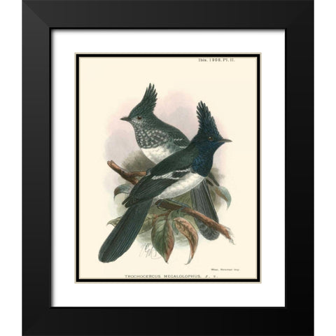Birds in Nature V Black Modern Wood Framed Art Print with Double Matting by Keulemans, J.C.