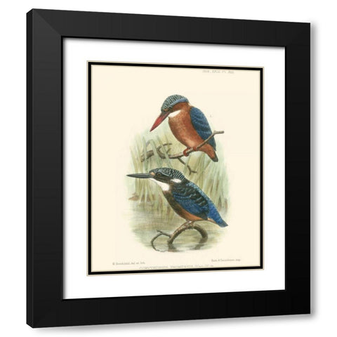 Birds in Nature VI Black Modern Wood Framed Art Print with Double Matting by Keulemans, J.C.