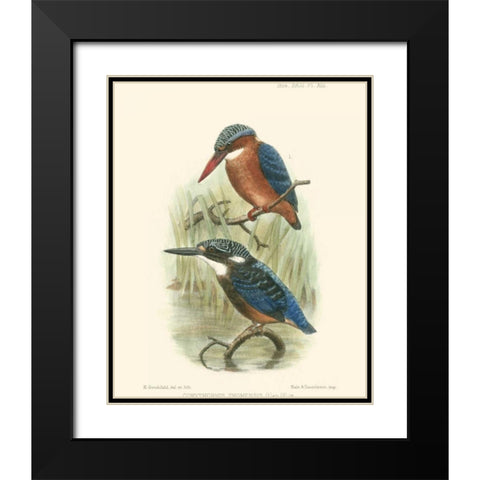 Birds in Nature VI Black Modern Wood Framed Art Print with Double Matting by Keulemans, J.C.
