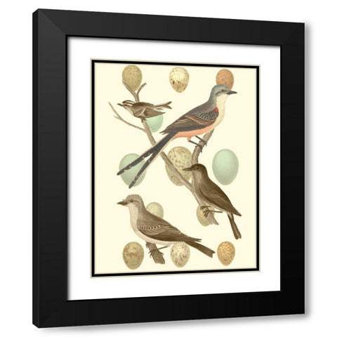 British Birds and Eggs I Black Modern Wood Framed Art Print with Double Matting by Vision Studio