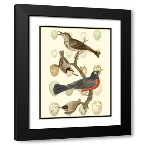 British Birds and Eggs III Black Modern Wood Framed Art Print with Double Matting by Vision Studio