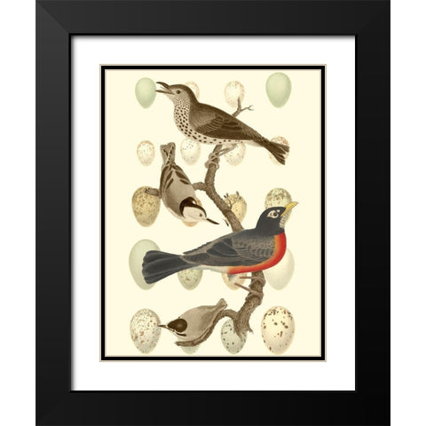 British Birds and Eggs III Black Modern Wood Framed Art Print with Double Matting by Vision Studio