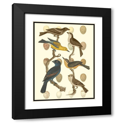 British Birds and Eggs IV Black Modern Wood Framed Art Print with Double Matting by Vision Studio