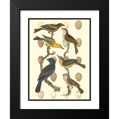 British Birds and Eggs IV Black Modern Wood Framed Art Print with Double Matting by Vision Studio