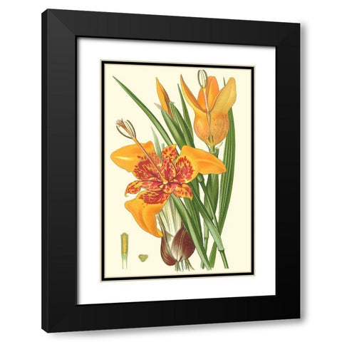 Striking Lilies I Black Modern Wood Framed Art Print with Double Matting by Step, Edward