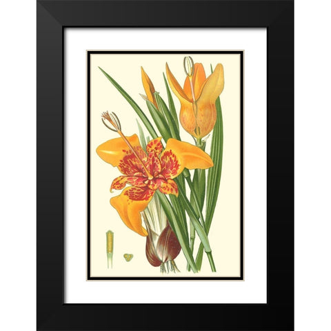 Striking Lilies I Black Modern Wood Framed Art Print with Double Matting by Step, Edward